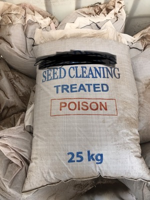 Stingray canola seed 