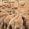 262 merino wether lambs 