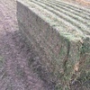 New Season Vetch Hay for sale off baler in 8x4x3’s 600+ kgs