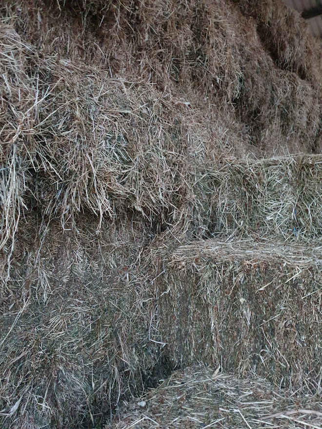Clover & Rye Grass Hay Small Squares