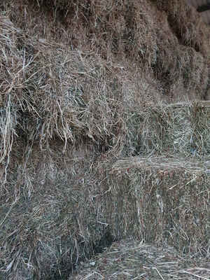 Clover & Rye Grass Hay Small Squares
