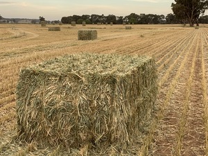 Wheaten Hay 8x4x3 Bales 'New Season'