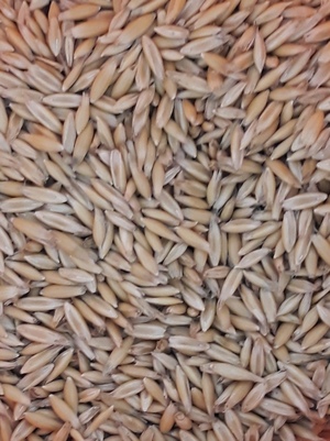 40mt Echidna Oat Seeds