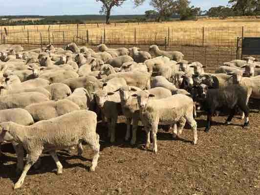 140 first WS x M wether lambs