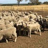 140 first WS x M wether lambs