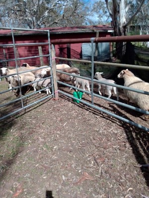6 dorper lambs 1 dorper ewe and twin lambs