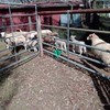 6 dorper lambs 1 dorper ewe and twin lambs