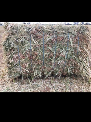 Canola Hay 8x4x3 Bales (1 x B Double Loads)