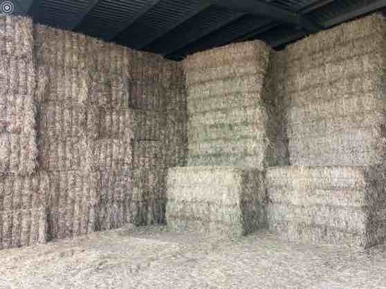 500 m/t Balansa Clover Hay 