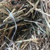 Irrigated Clover and Rye Small Square Bales