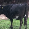 JERSEY FRIESIAN X HEIFERS IN CALF