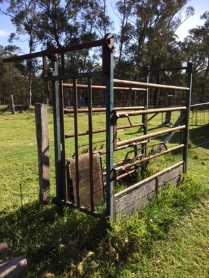 Cattle Crush Walk Through