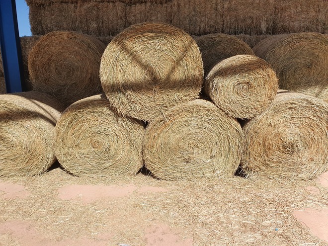 14 Rolls . Wheaten Hay - SOLD PER BALE 