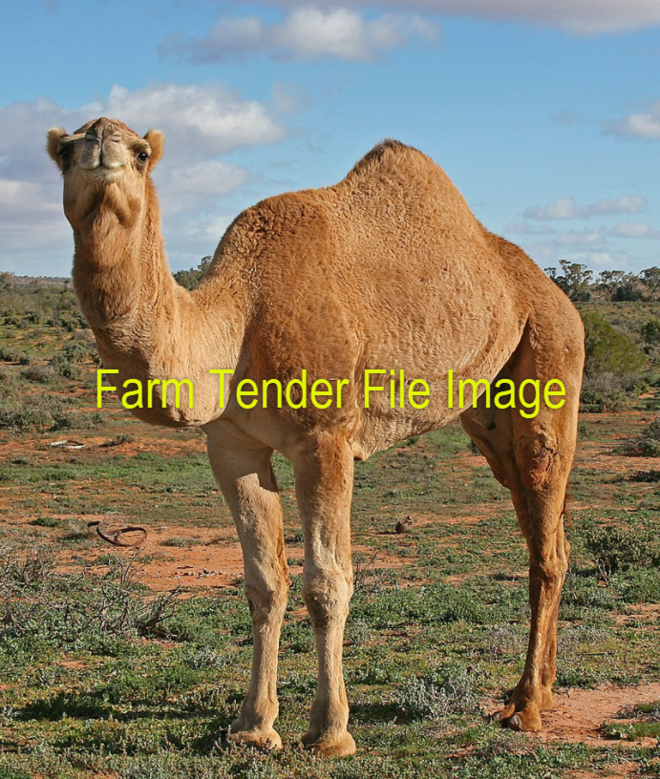 WANTED Female Camels x 2 