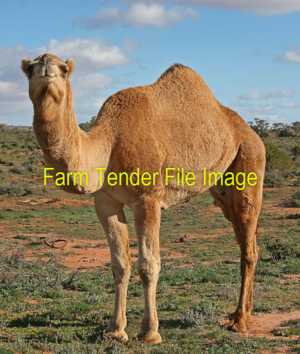 WANTED Female Camels x 2 