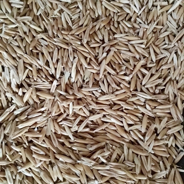 Mitika Seed Oats