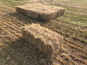 Small squares hay rye/clover