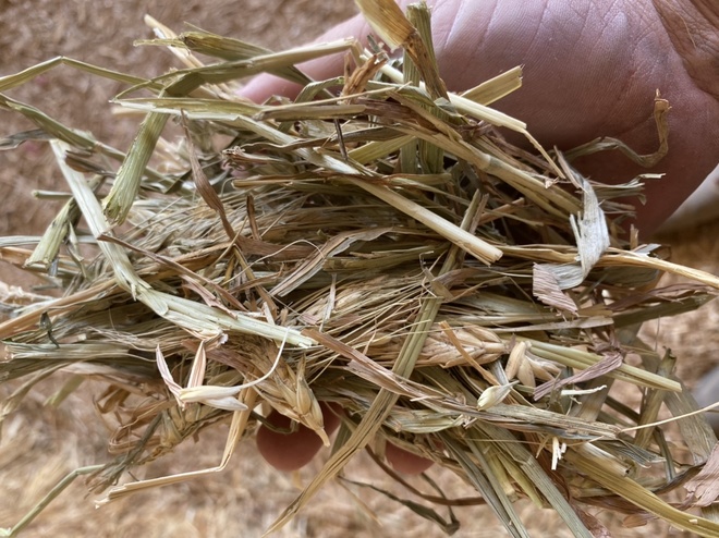 240mt Wheaten Hay 500kg 8x4x3 Bales
