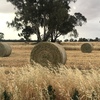 Wheaten Hay with 15% Lucerne 5x4 Rounds feed test available