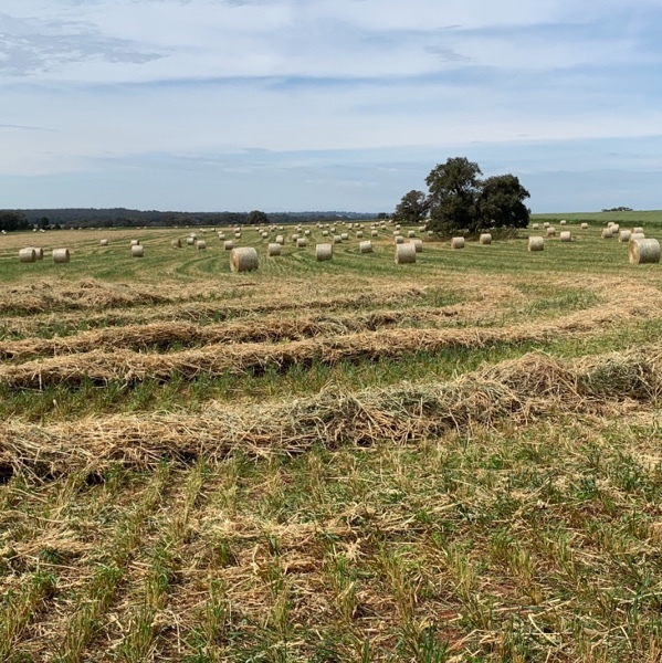 Oaten 5x4 round bales for sale