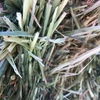 100mt Barley Hay 650kg approx 8x4x3
