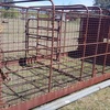 Cattle Crate