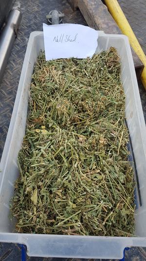 Shedded Lucerne Hay