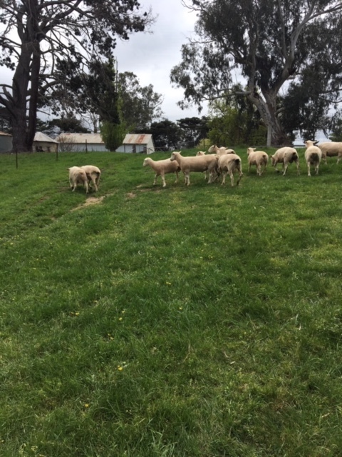 White Suffolk Flock Rams.