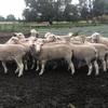 White Suffolk Flock Rams