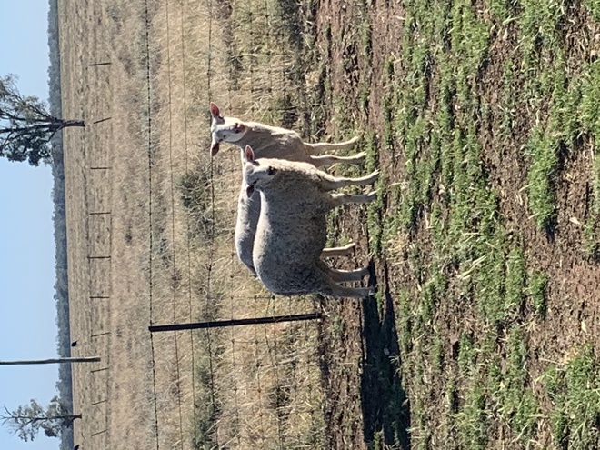 50 Composite Ewe Lambs