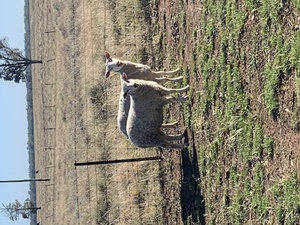50 Composite Ewe Lambs