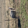 50 Composite Ewe Lambs