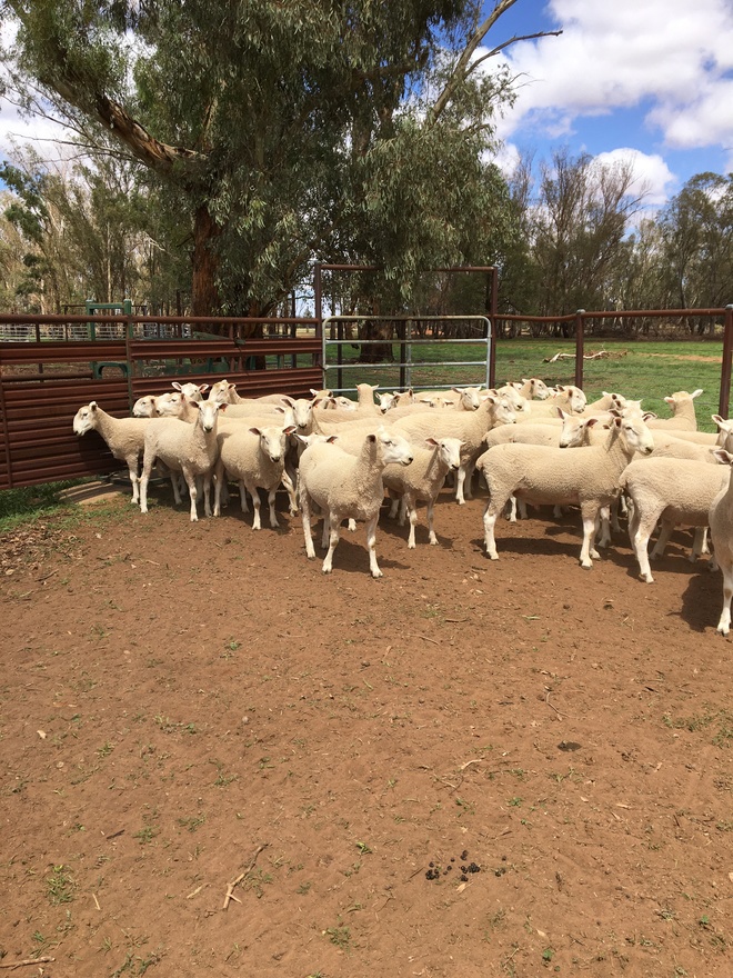 Border Leicester Rams 