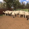 Border Leicester Rams 