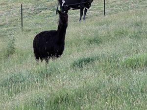 Whether pair of male alpacas