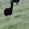 Whether pair of male alpacas