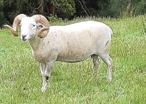 Wiltshire Horns Rams