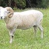 Wiltshire Horns Rams