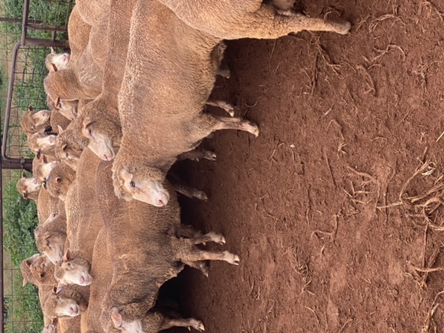 Merino ewes