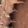 Merino ewes