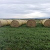 Rye Grass Straw
