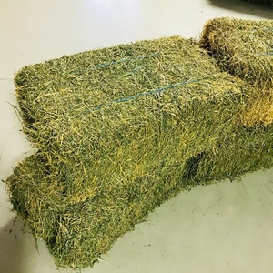 Small Lucerne Squares