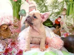 French Bulldog Puppies