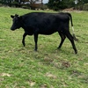 X Bred Dairy Heifer’s