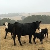 Three Angus cows with calves at foot