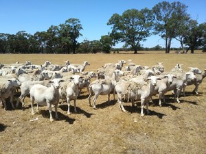 105 White Dorper Ewes - Annalara & Boxdale Bloodlines