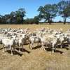 105 White Dorper Ewes - Annalara & Boxdale Bloodlines