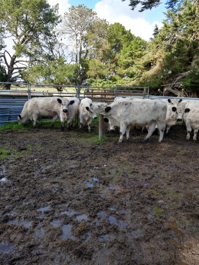 White Galloway Bull. Sire of prize winning progeny