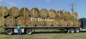 130 x Vetch Wheat Hay 5x4 Round Bales