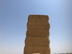 Under Auction - Wheaten Straw 128 - 8x4x3 Bales approx 480 kgs - Sold By The Ton